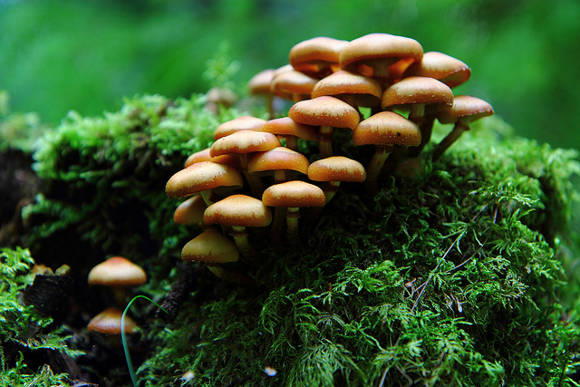 Mushrooms growing